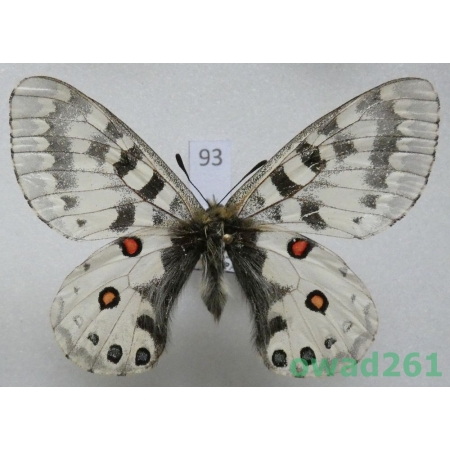 Parnassius orleans subsp. janseni Bang-Haas, 1938 China93